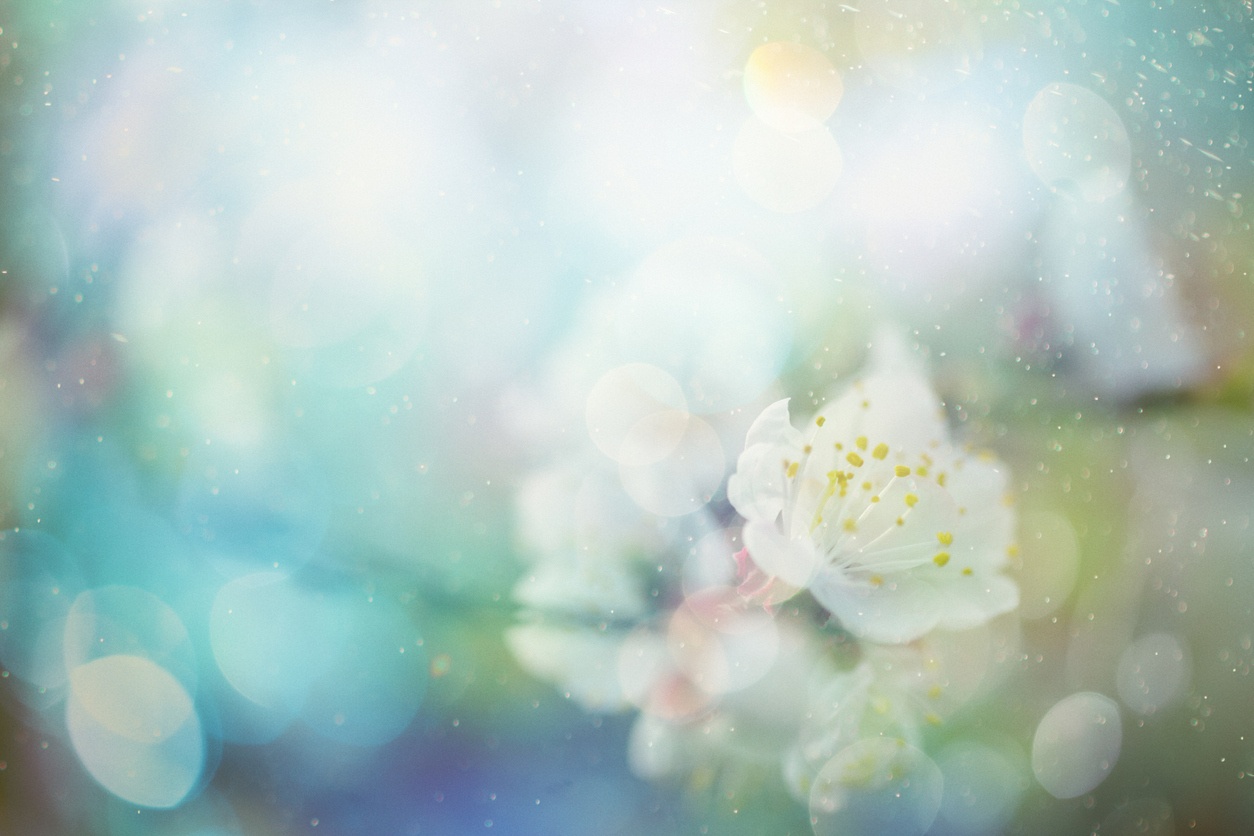 White blossom in soft, bright sunlight